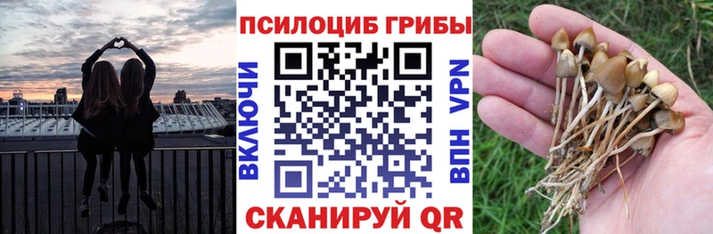 где купить наркоту  Камышин  Псилоцибиновые грибы прущие грибы 