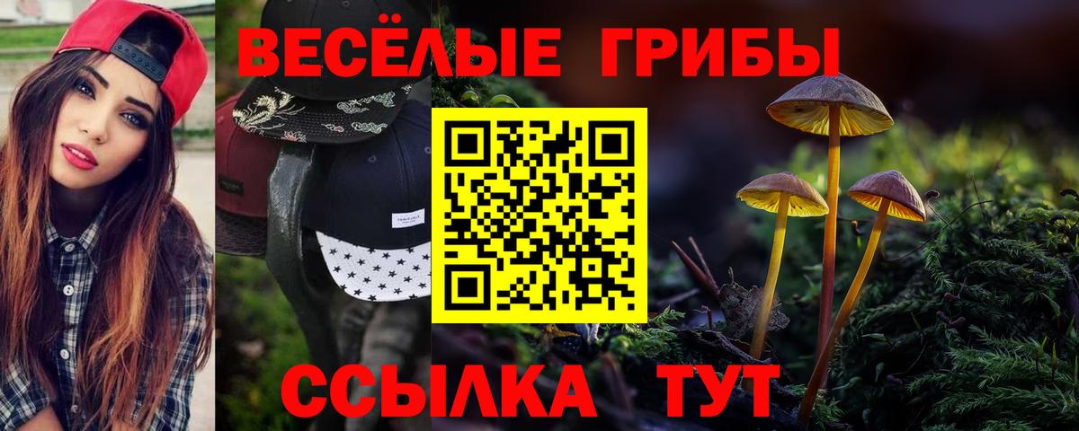 Псилоцибиновые грибы Psilocybe  Вход с VPN  Камышин 